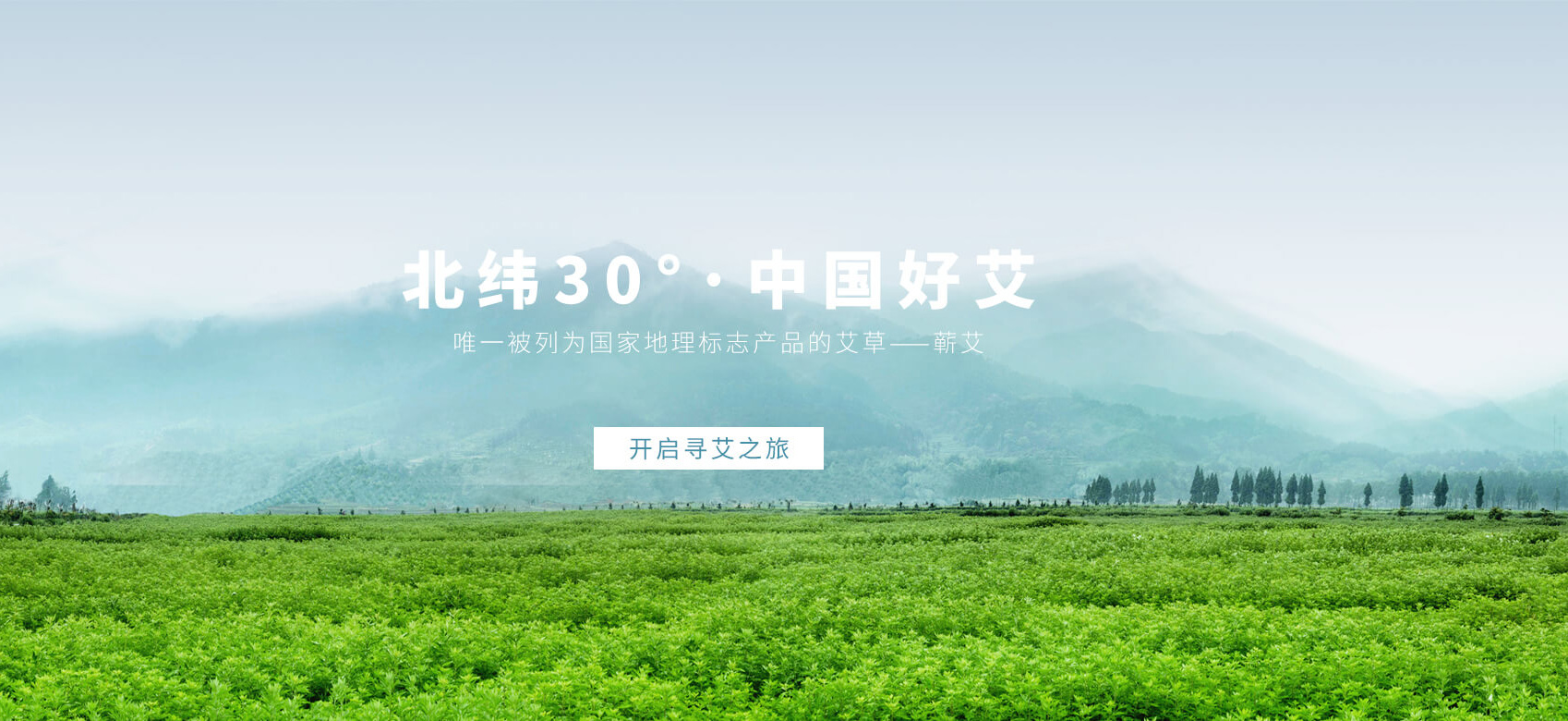 北纬30°中国 蕲州艾
道地本草 时珍故里